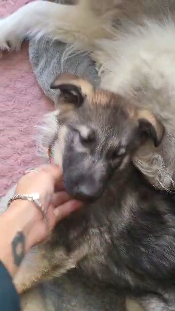 Alaskan Malamute x German Sheperd Mix in Henderson, Nevada