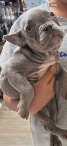 French Bulldog in Long Beach, California