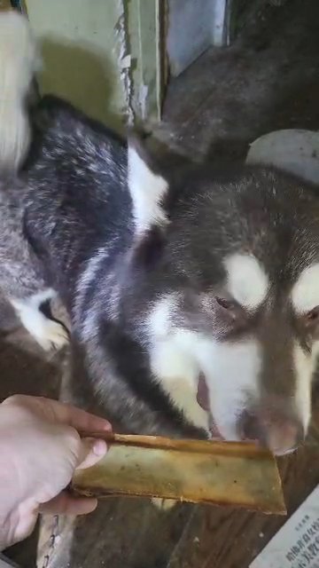 $300  purebreed Alaskan malamute boy brooklyn  nyc in New York City, New York