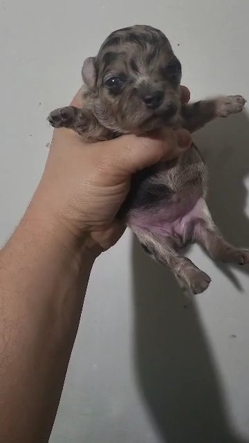 $1800 MERLE FEMALE CHIHUAHUA  BROOKLYN NYC in New York City, New York