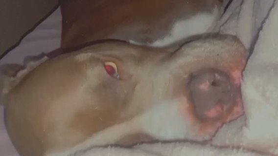 pit bull in Sumter, South Carolina