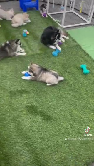 Pomsky Play Time in Chattanooga, Tennessee