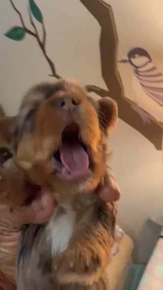 Vivi A Blue Merle Yorkie Female (Sold) in Middletown, Delaware