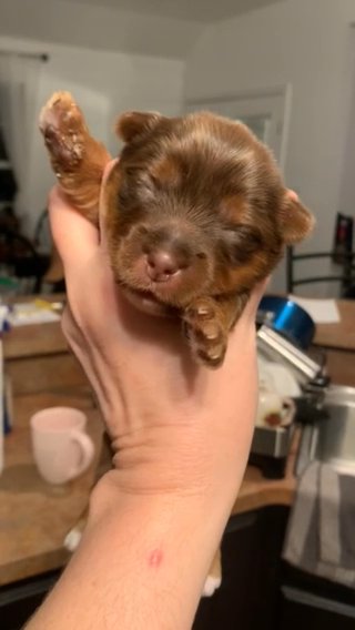 Chocolate Male Yorkie in Waco, Texas