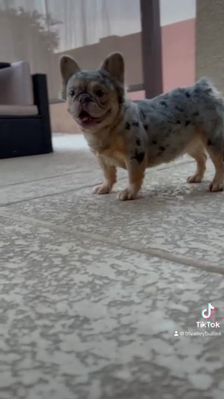 Merle Fluffy Frenchie Male in Phoenix, Arizona