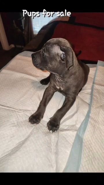 Fur babies in Memphis, Tennessee