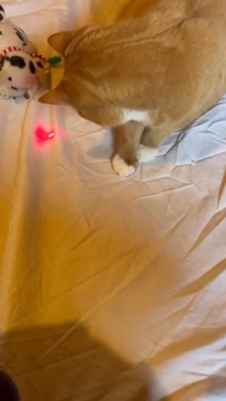 Sweetheart The Cat in Clarksville, Tennessee