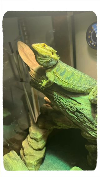 Looking For Their Forever Home in Clarksville, Tennessee