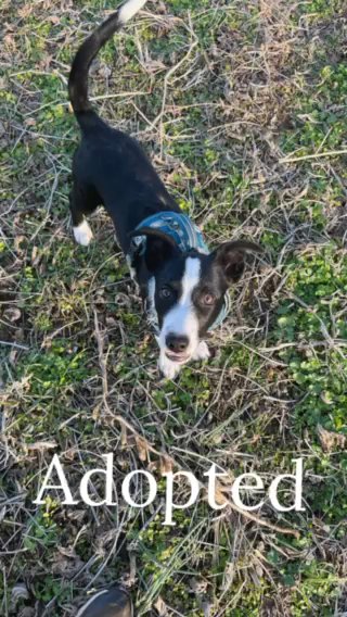 We Are A Small Pet Rescue in Clarksville, Tennessee