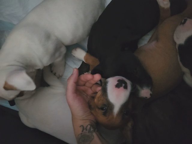 AKC TRI COLOR BULL TERRIERS in Boston, Massachusetts