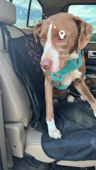 Scrappy Doo in Clarksville, Tennessee
