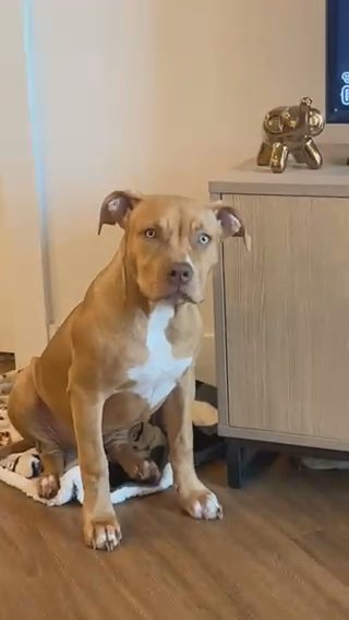 AMERICAN BULLY in Austin, Texas