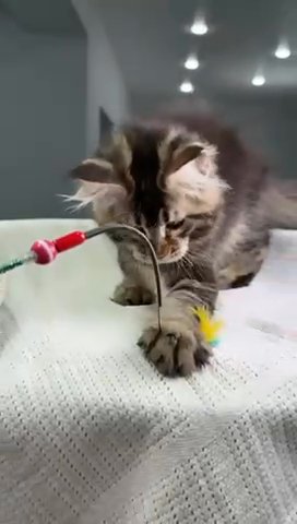 Maine Coon Female in Newtown, Pennsylvania