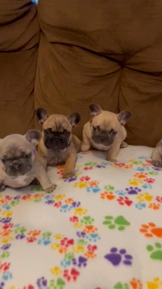 AKC Registered French Bulldogs in Wilmington, Ohio