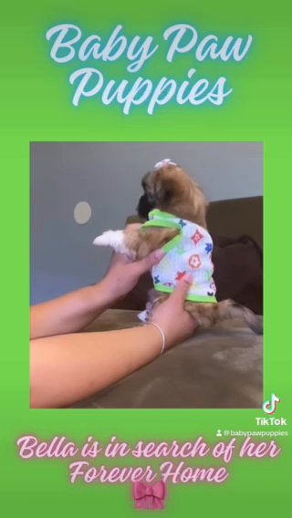 Toy Shorkie Tzu Puppy in Atlanta, Georgia