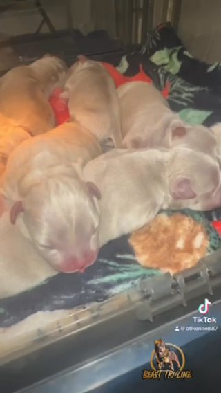 Amrican Bully Louis V Line in Paterson, New Jersey
