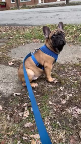 (SOLD) AKC French Bulldog Male (Rambo) in Wilmington, Ohio