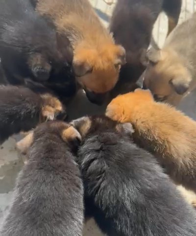 German Shepard Puppies , Some Blue Eyes in Perris, California