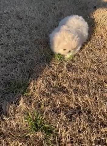 Reserved Little Boy Blue in Granbury, Texas