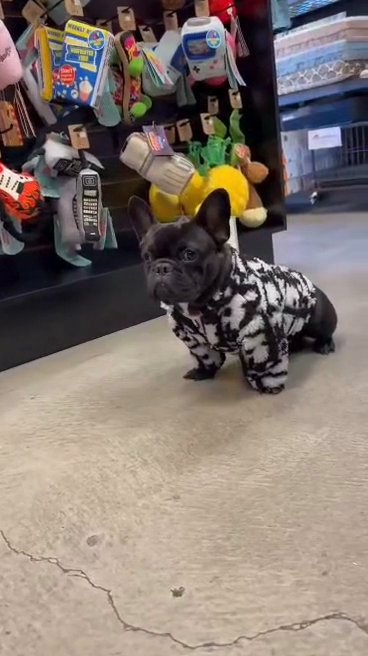 micro French Bulldog in Hesperia, California