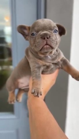 Infinity French Bulldogs in Port St. Lucie, Florida