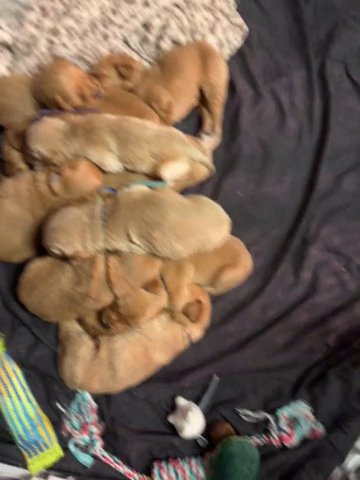 Golden Retriever Puppies in Sioux Falls, South Dakota