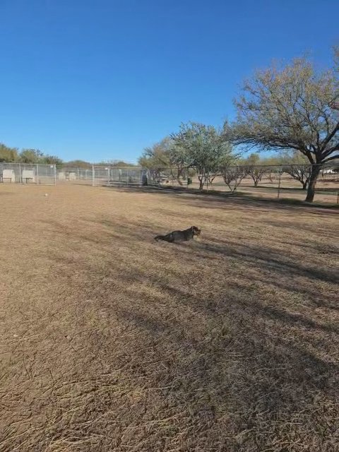 Male American Bully pups in Tucson, Arizona