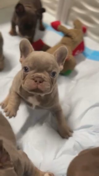 Infinity French Bulldogs in Port St. Lucie, Florida