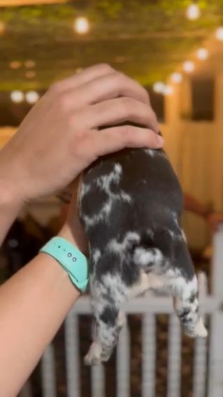 Infinity French Bulldogs in Port St. Lucie, Florida