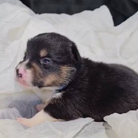 Archie, Male Corgi! in Lebanon, Ohio