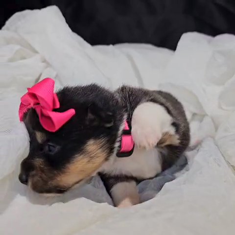 Aria, Female Corgi in Lebanon, Ohio