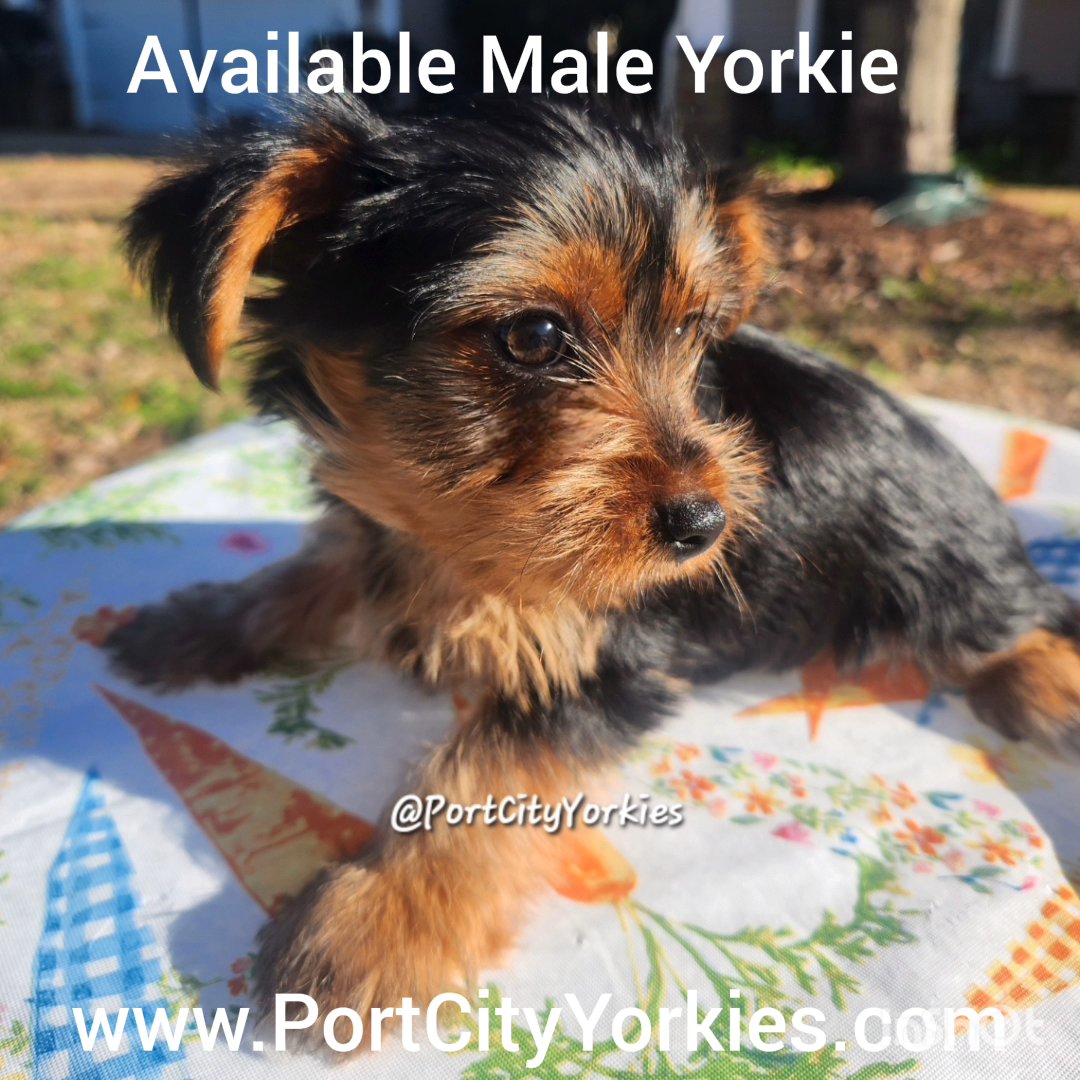 Yorkie Male Puppy (SOLD)- Donner in Charleston, South Carolina