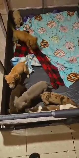 great dane puppies! akc! in North Lauderdale, Florida