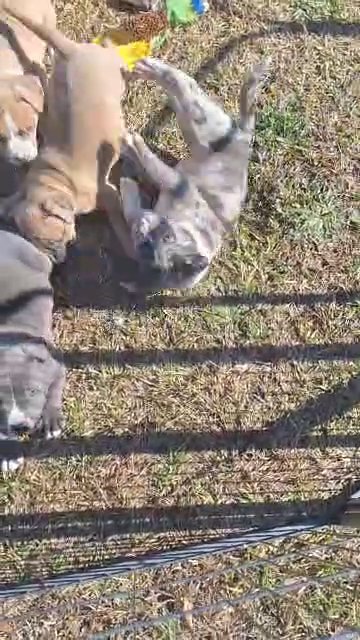 Classic bully pups in Greenwood, South Carolina