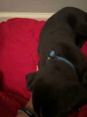 free dog needs a home in Houston, Texas