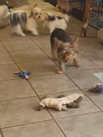 Chocolate yorkie Male in Bristol, Virginia