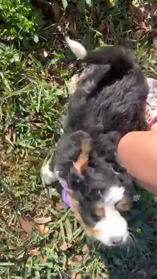 Bernedoodle in Kissimmee, Florida