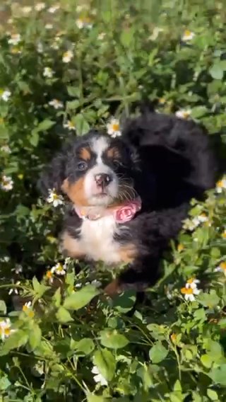 Bernedoodle in Kissimmee, Florida