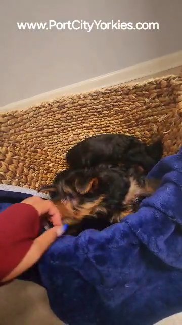 Adorable Yorkies Available in Charleston, South Carolina