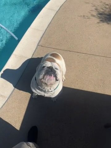 Old English Bulldog in Dallas, Texas