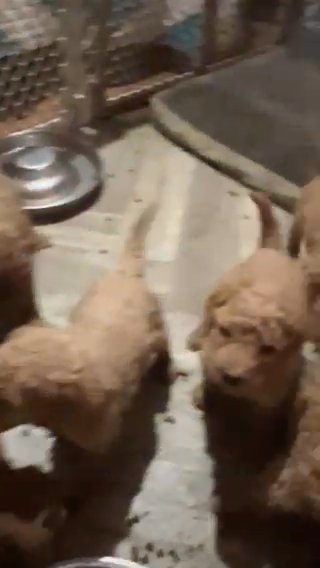 F1bb Goldendoodles in Tulsa, Oklahoma