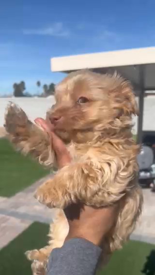 Male Yorkie in Las Vegas, Nevada