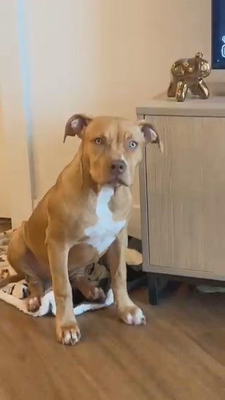 XL BULLY in Austin, Texas