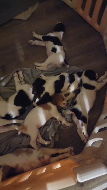 1  male available in Fredericksburg, Virginia