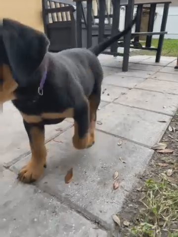 DC Rottweilers in Kissimmee, Florida