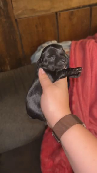 Kb Black Male in McAlester, Oklahoma