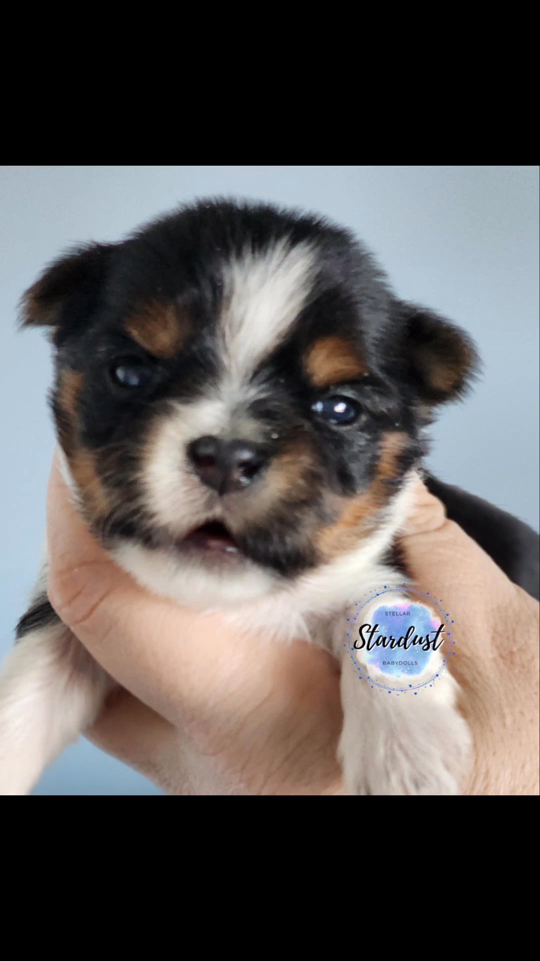 Charisma x Charlie litter in Chicago, Illinois