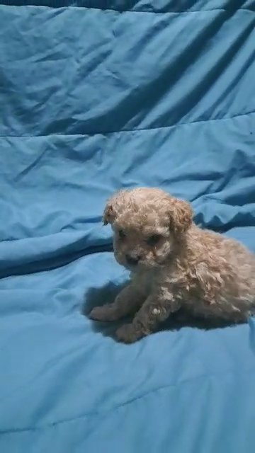 little boy toy poodle in Lumberton, North Carolina