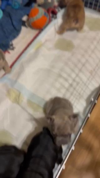 6 Week Old French Bulldog Puppies in Easton, Pennsylvania