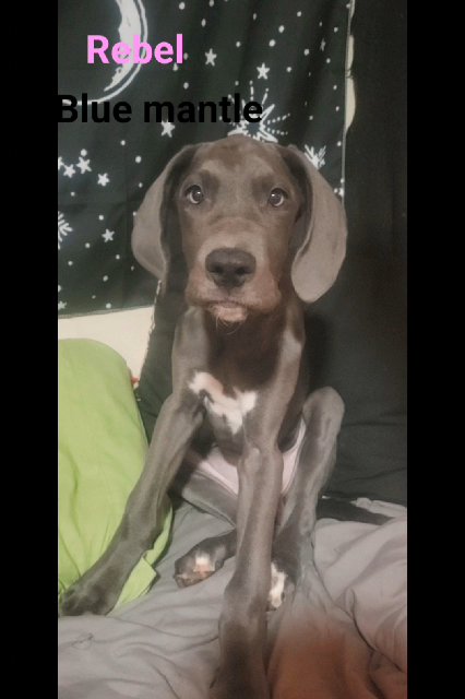 Full blooded great dane puppies! in Danville, Virginia